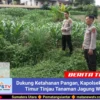 Dukung Ketahanan Pangan, Kapolsek Siantar Timur Tinjau Tanaman Jagung Warga