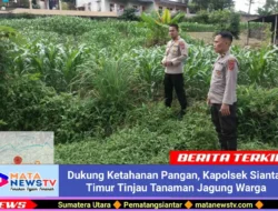 Dukung Ketahanan Pangan, Kapolsek Siantar Timur Tinjau Tanaman Jagung Warga