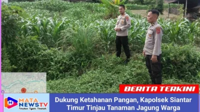 Dukung Ketahanan Pangan, Kapolsek Siantar Timur Tinjau Tanaman Jagung Warga
