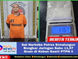 Sat Narkoba Polres Simalungun Bongkar Jaringan Sabu 11,57 Gram di Kebun Sawit PTPN 4