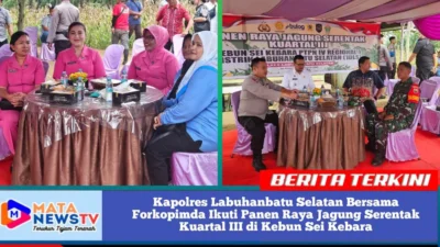 Kapolres Labuhanbatu Selatan Bersama Forkopimda Ikuti Panen Raya Jagung Serentak Kuartal III di Kebun Sei Kebara