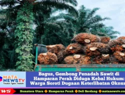 Bagus, Gembong Penadah Sawit di Hamparan Perak Diduga Kebal Hukum: Warga Soroti Dugaan Keterlibatan Oknum