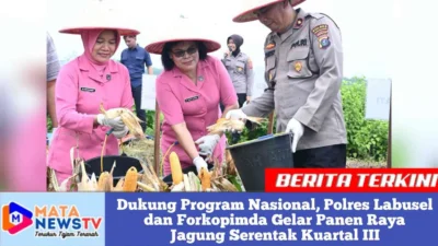 Dukung Program Nasional, Polres Labusel dan Forkopimda Gelar Panen Raya Jagung Serentak Kuartal III