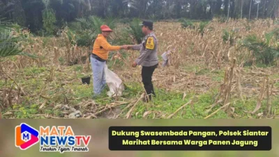 Dukung Swasembada Pangan, Polsek Siantar Marihat Bersama Warga Panen Jagung