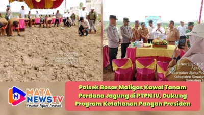 Polsek Bosar Maligas Kawal Tanam Perdana Jagung di PTPN IV, Dukung Program Ketahanan Pangan Presiden