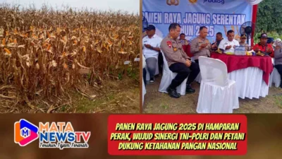 Panen Raya Jagung 2025 di Hamparan Perak, Wujud Sinergi TNI–Polri dan Petani Dukung Ketahanan Pangan Nasional