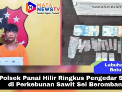 Polsek Panai Hilir Ringkus Pengedar Sabu di Perkebunan Sawit Sei Berombang
