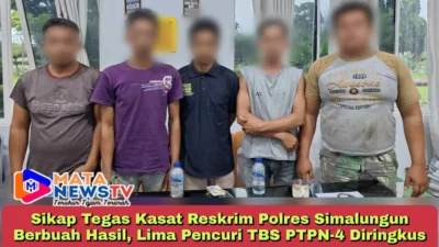 Sikap Tegas Kasat Reskrim Polres Simalungun Berbuah Hasil, Lima Pencuri TBS PTPN-4 Diringkus