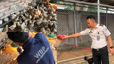 Perkuat Ketahanan Pangan, Lapas Rantauprapat Budidayakan 250 Bibit Ayam untuk Bekali Warga Binaan