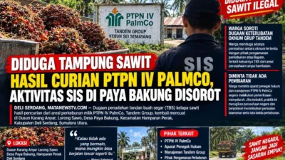 Diduga Tampung Sawit Hasil Curian PTPN IV PalmCo, Aktivitas Sis di Paya Bakung Disorot
