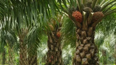 Diduga Jadi Penadah Sawit Ilegal BUMN, Aktivitas Yud di Dusun Karang Jati Desa Bulu Cina.
